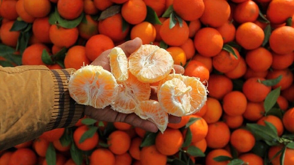 إلى عشاق اليوسفي : يمكنك أكل هذه الكمية يومياً