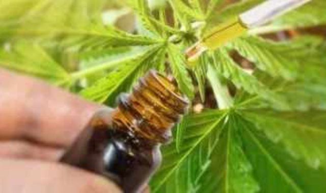 الألمان يحتفلون بإلغاء تجريم الحشيش أمام بوابة براندنبورج التاريخية