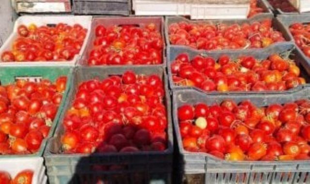 محافظ الوادى الجديد: طرح باكورة إنتاج مزارع الطماطم بسعر 5 جنيهات للكيلو