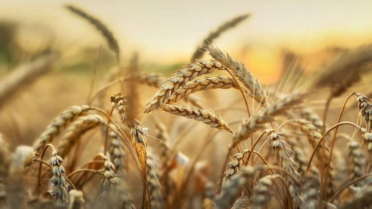 295 مليون ريال مستحقات الدفعة الأولى لمزارعي القمح المحلي