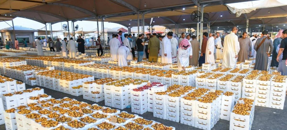 29 ألف مزرعة نخيل تغذي سوق الرطب والتمور بالمدينة المنورة