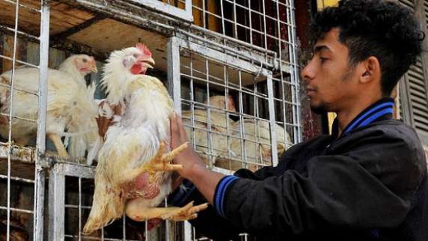 أسعار بورصة الدواجن اليوم الأحد 8-9-2024.. الفراخ البيضاء بـ70 جنيها