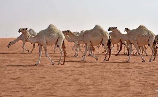 مهرجان الإبل في الطائف يسجل رقمًا قياسيًّا وصفقات مليونية