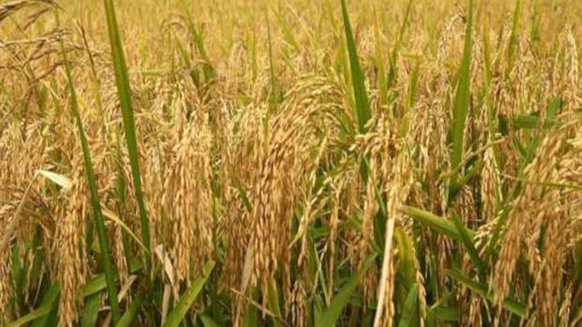 سعر طن الأرز الشعير اليوم الجمعة بالأسواق.. وفرة في المعروض