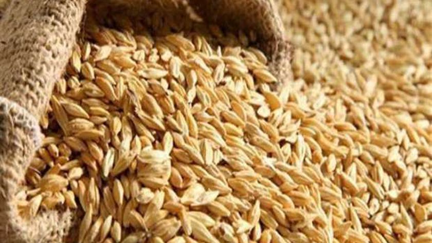 سعر طن الأرز الشعير اليوم الأربعاء 30-10-2024 في مصر