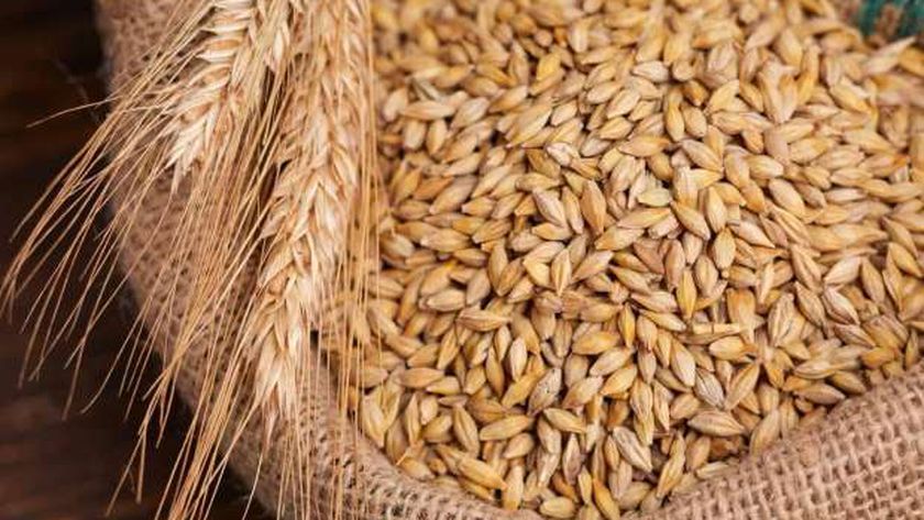 نقيب الفلاحين: استقرار سعر طن الأرز الشعير اليوم في الأسواق المصرية