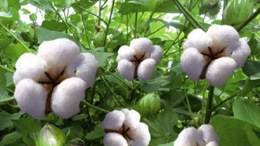 «الزراعة» تحظر نقل الأقطان من وجه بحري إلى قبلي والعكس