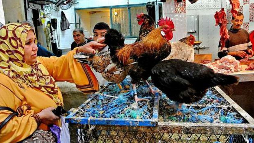 بورصة الدواجن اليوم الأحد 24-11-2024.. اعرف أسعار الفراخ البيضاء