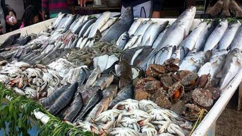 أسعار السمك اليوم الثلاثاء 26-11-2024 في الأسواق.. استقرار ملحوظ