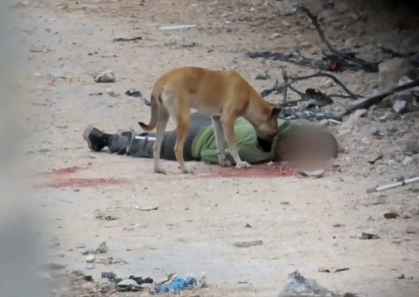 الدفاع المدني بغزة: جثث الشهداء تُنتشل ناقصة بعد التهام الحيوانات الضالة لها
