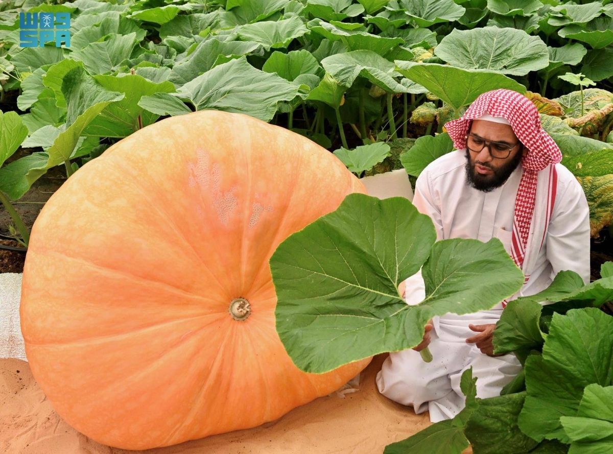 القرع «فاكهة الخضار» تفرض حضورها في القصيم بأنواع متعددة