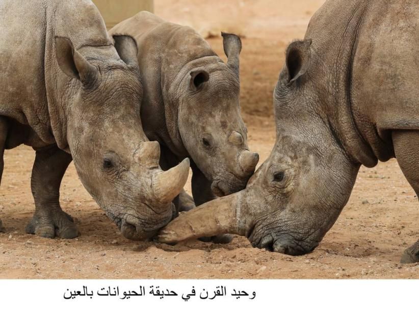 حديقة العين تواصل الحفاظ على وحيد القرن