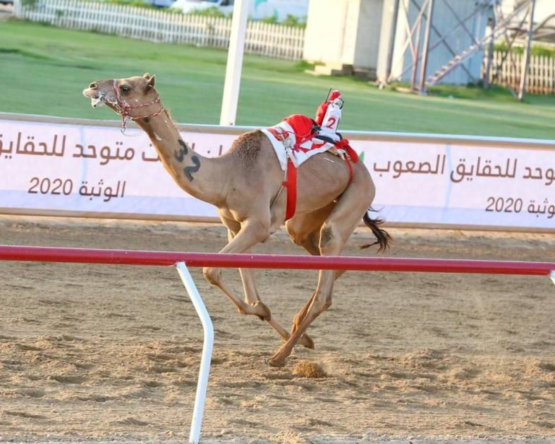 مهرجان «البيت متوحد لسباقات الهجن» ينطلق الخميس