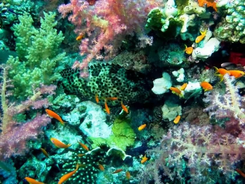 رقمنة إلكترونية لتطوير المحميات الطبيعية المصرية