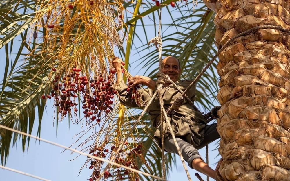«بانوراما التمور» تزين حقول دهشور بمصر