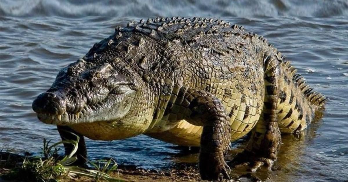 13 تمساحاً تجلب 65 عاماً سجناً لأمريكي
