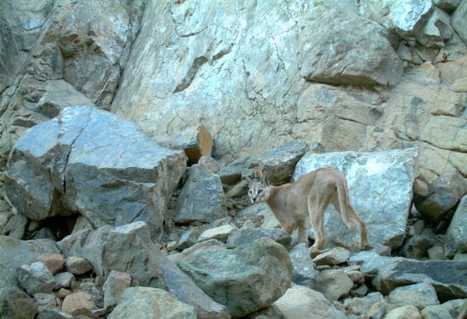 رصد الوشق العربي بمحمية وادي الوريعة في الفجيرة