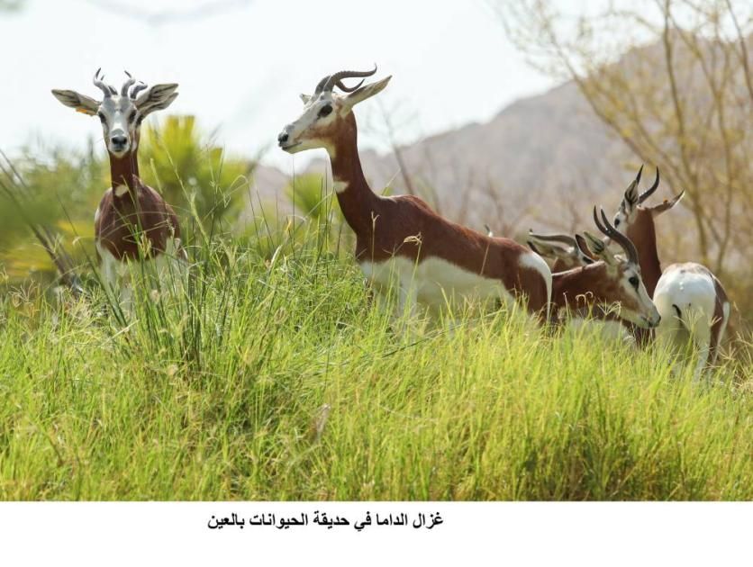 برامج تثقيفية في حديقة العين احتفاء باليوم العالمي للحيوان