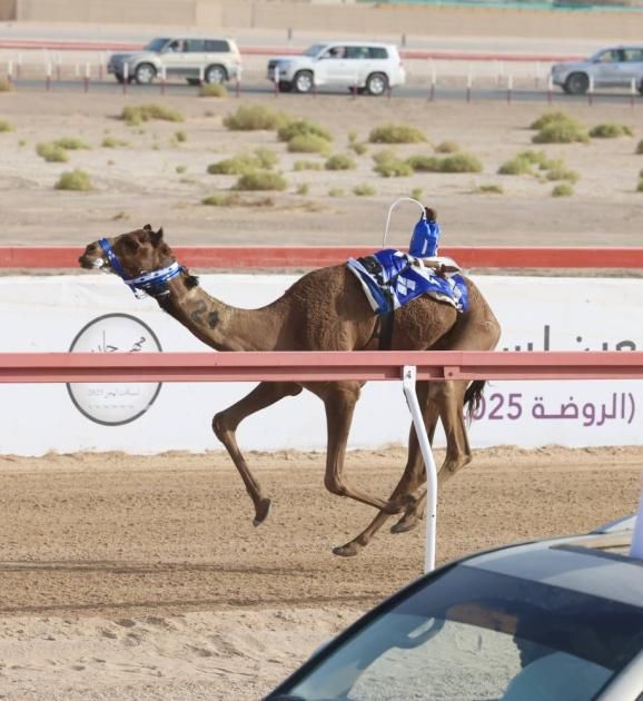 «الأندلس» تحلّق بكأس الأبكار للإيذاع بمهرجان العين للهجن