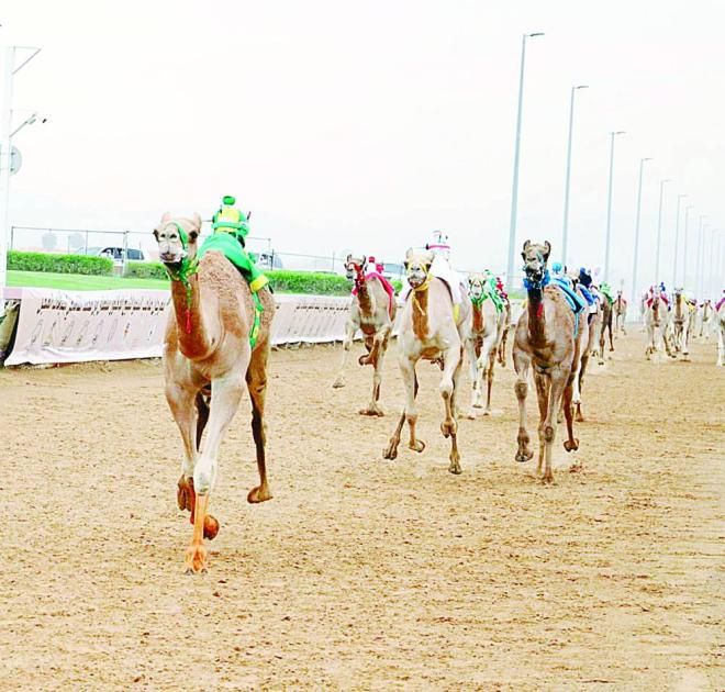 مهرجان حاكم الشارقة الرابع للهجن ينطلق في 10 نوفمبر