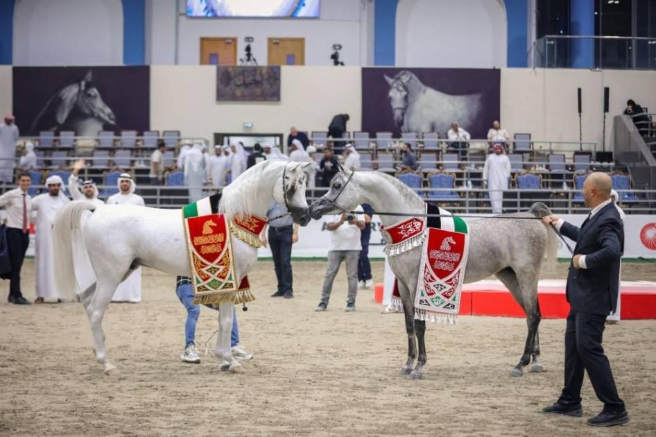 مهرجان الشارقة للجواد العربي - الإنتاج المحلي 2025 ينطلق الجمعة