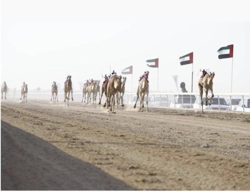 مهرجان الظفرة الثالث لسباقات الهجن ينطلق الخميس