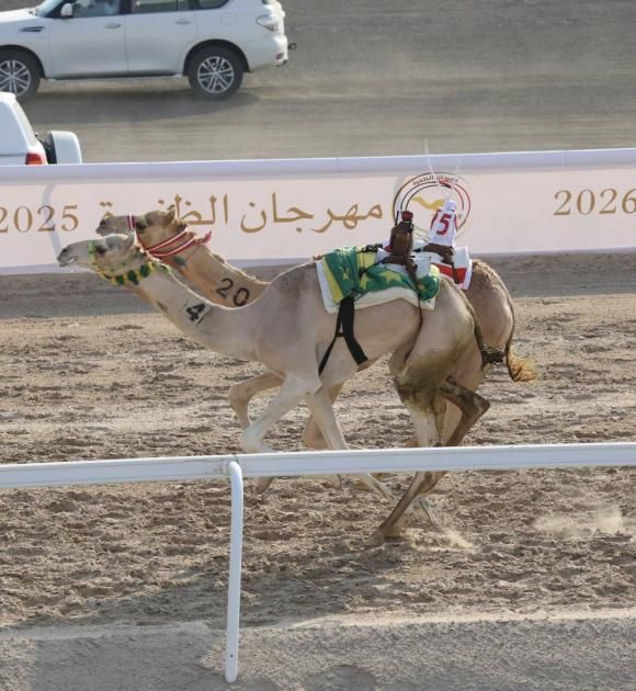 «مهرة» و«مهدي» يكسبان رموز اللقايا في الظفرة للهجن