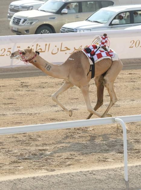 «الذيبة» تحلّق بكأس الإيذاع في ختام مهرجان الظفرة للهجن