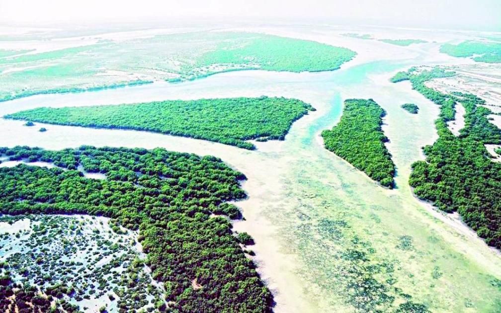 الإمارات تكافح تغير المناخ بـ «الكربون الأزرق»
