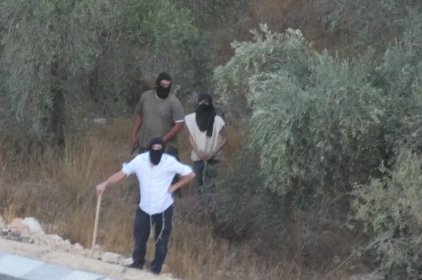 340 اعتداء نفذها الاحتلال والمستوطنون ضد قاطفي الزيتون منذ بداية الموسم