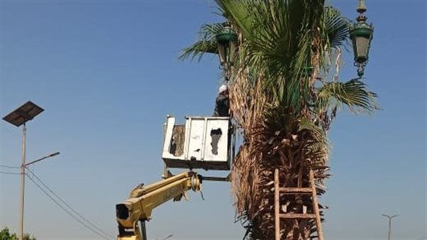 تكثيف أعمال تقليم وتهذيب أشجار النخيل بالطرق السريعة بأسيوط
