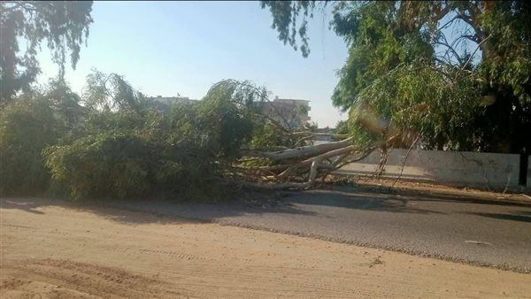 سقوط شجرة يعطل المرور بطريق "الإسماعيلية - الزقازيق" والأجهزة التنفيذية تتدخل (صور)