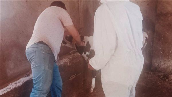 تحصين 43 ألفًا و523 رأس ماشية في أول أيام الحملة القومية الثانية بالبحيرة