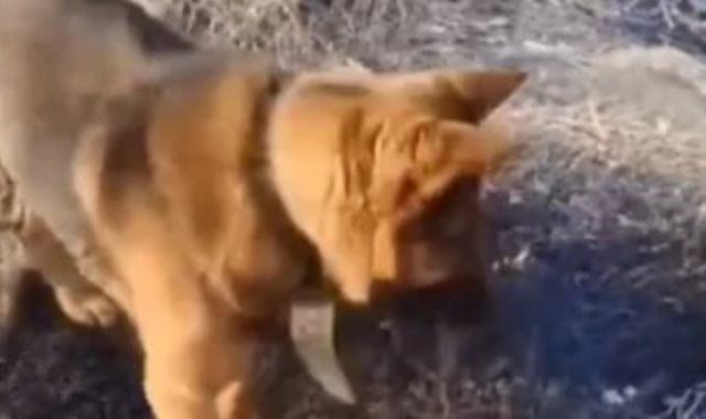 حتى الحيوانات تكافح بطريقتها..شاهد.. كيف تعامل كلب مع الحرائق في الجزائر