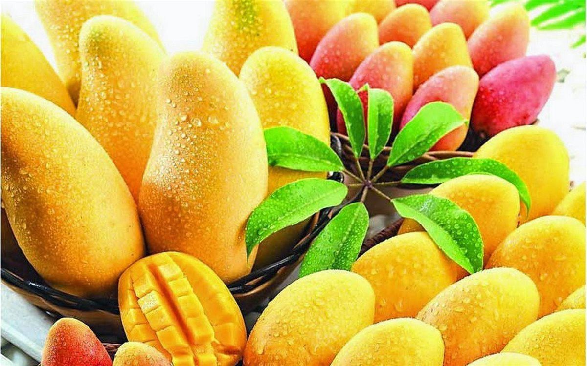 أسعار المانجو اليوم في الأسواق، فيتو