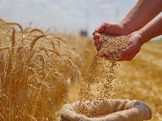 استهلاك المصريين رغيف الخبز من القمح