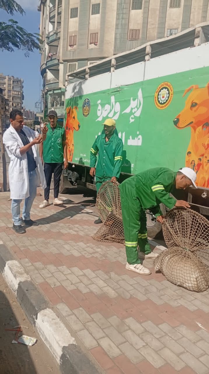 استجابة لشكاوى الأهالي.. حملات مكثفة لمواجهة الكلاب الضالة بحي غرب المنصورة