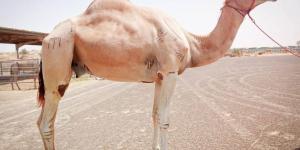 الإمارات تدعم سلالات الإبل في الدول العربية
