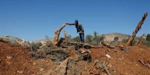 جرافات إسرائيلية تقتلع أشجار زيتون فلسطينية قبيل موسم الحصاد