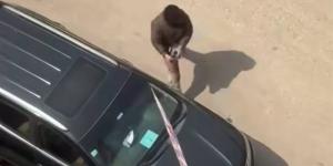 القبض على المتهم بتحطيم السيارات والممتلكات في عزبة النخل