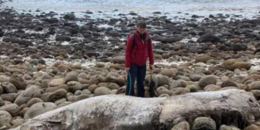 ظهور وحش بحرى غامض على شاطئ بريطانى يثير حيرة الخبراء.. صور