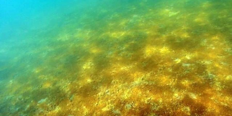 نفوق
      أعداد
      كبيرة
      من
      الأسماك
      في
      بولندا
      بسبب
      طحالب
      ذهبية
      سامة