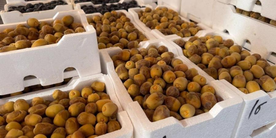 بواكير تمور المدينة تنعش أسواق المملكة بأكثر من 58 صنفا