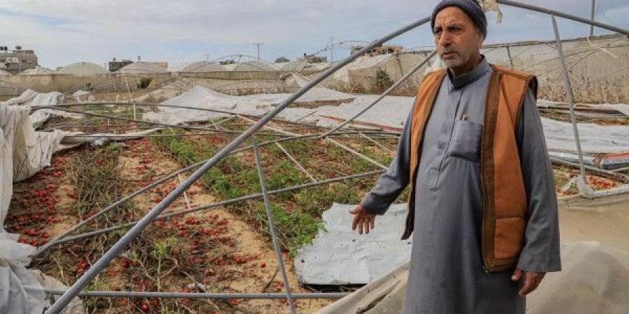 (فاو): 4.6% فقط من أراضي قطاع غزة صالحة للزراعة