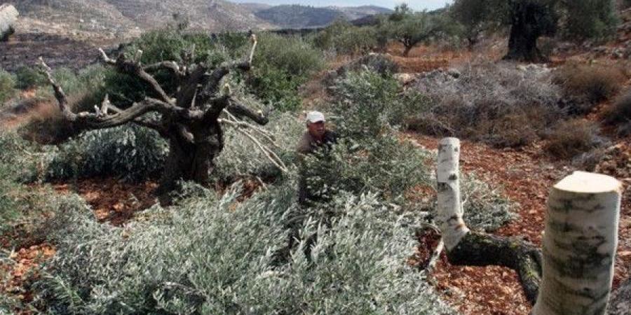 الخليل: مستوطنون يقطعون أكثر من 300 شجرة زيتون ولوز معمرة في سعير