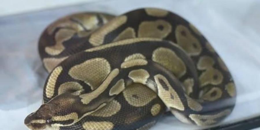 غضب في تكساس: معلمة تطعم قطة صغيرة لثعبان داخل الفصل