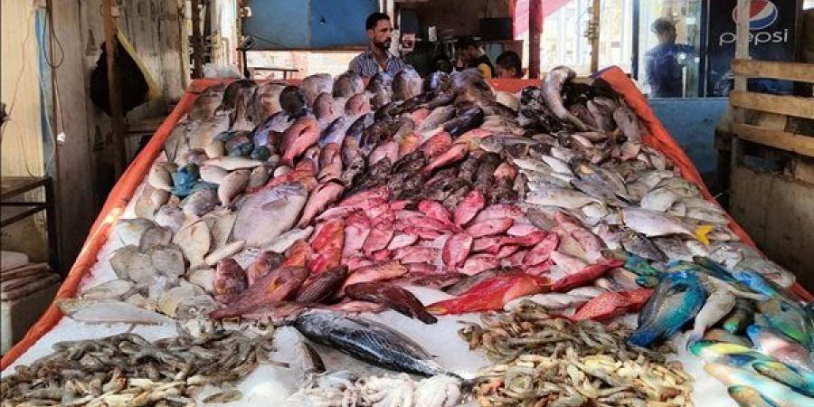 بعد انتشار تريند "قاع الهامور".. حكاية أشهر أسماك محافظة البحر الأحمر