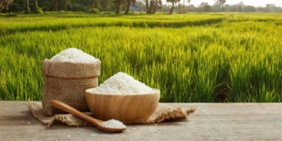 سعر كيلو الأرز اليوم الثلاثاء في الأسواق
