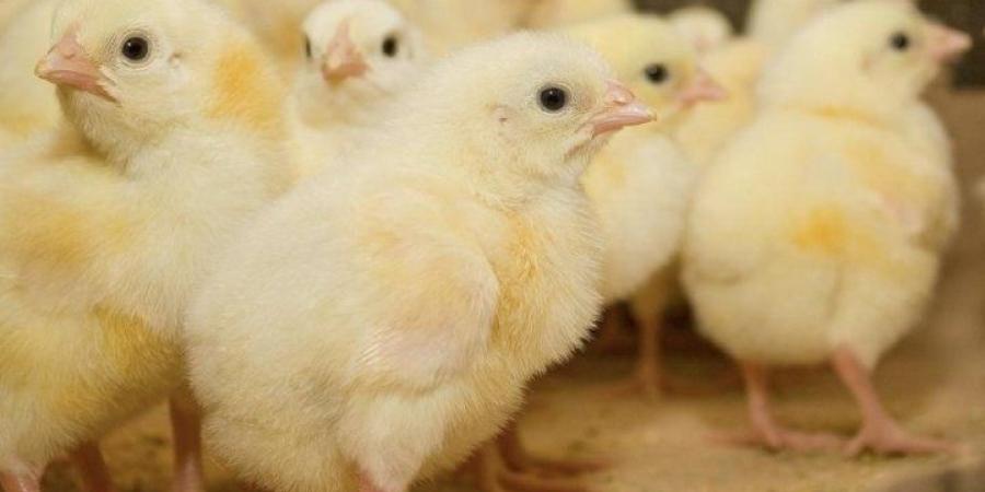 الروص والأبيض يواصلان الارتفاع، أسعار الكتاكيت والبط اليوم الجمعة في بورصة الدواجن