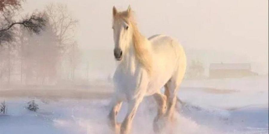 تفسير حلم الحصان الأبيض في المنام وعلاقته بقدوم أوقات سعيدة قريبا
